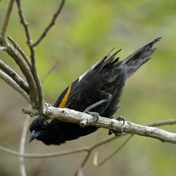 <h3><a href="/trips/salesopolis-2014/biota/animalia/chordata/aves/040 passeriformes/124 icteridae/icterus pyrrhopterus/icterus pyrrhopterus-nl.html">Icterus&nbsp;pyrrhopterus</a> / Variable&nbsp;oriole / Vuurvleugeltroepiaal</h3>NIKON D7100 met AF-S Nikkor 300mm f/2.8G IF-ED VR II, 1/125 sec  bij F4.8, ISO 400, afstand 11.8&nbsp;m
